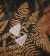 Earrings &quot;Black thrush&quot; sand beige color